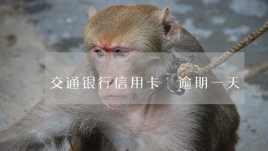 交通银行信用卡 逾期一天 交通银行信用卡 逾期一天